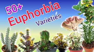 50 Euphorbia Varieties with names Euphorbia plants care amp tips Pinkish Paradise [upl. by Ybrek256]