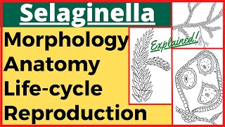 Selaginella Plant Pteridophyte Anatomy Morphology Reproduction Life Cycle with Diagram Plant Kingdom [upl. by Eastman675]