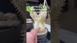 Seedgrown Pachypodium collection at intercityshow2023 [upl. by Mcadams]