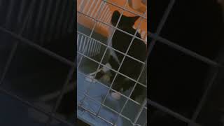 FPV in Cat  Panleukopenia  Viral infection  cat catoftheday catshorts catlover catvideos [upl. by Kevon375]