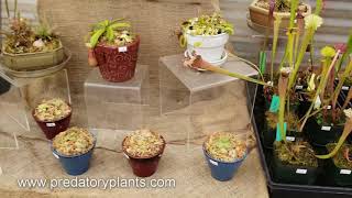 Predatory Plants Retail Store Tour [upl. by Allehs]