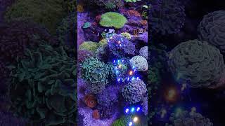 Beautiful Euphyllia garden lit up by our Meridian 😍 Thank you Northernreefs reeftank corals [upl. by Lokin]