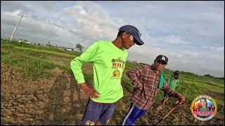 TAMANG PAGTATANIM NG CALAMANSI NA MAY PAUPONG ABONO SA LUPAO [upl. by Yecnuahc]