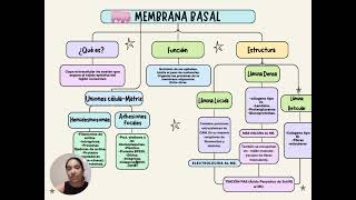 MEMBRANA BASAL [upl. by Patrica]