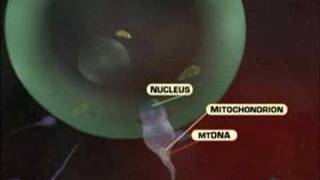 Mitochondrial DNA [upl. by Ttenaej240]