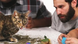 Stoned People Play With Cats On Catnip [upl. by Ondrea]