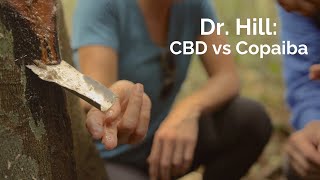 Ep248 Dr Hill on CBD vs Copaiba [upl. by Bat480]