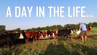 A Day In the Life of A Cattle Farmer [upl. by Lebiralc]