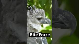 Harpy Eagle Vs Philippine Eagle bird nature shorts [upl. by Oiramel]