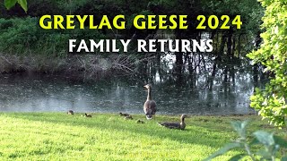 Greylag geese with their goslings return 11 days later [upl. by Notsyrb]