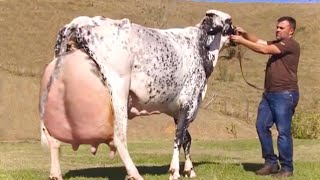 Top 4 World’s highest milking cows  Hf cow girolando cow  jersey cow gir cow  full documentary [upl. by Newcomb811]