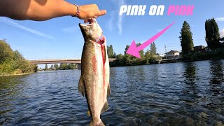 Campbell River PINK SALMON Fishing  Twitching Fly Fishing Bobber Downs Underwater Strikes [upl. by Cutcheon756]