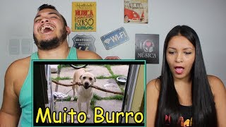 REAGINDO A Os animais mais quotBurrosquot do mundo [upl. by Atilrac]