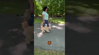 Puppy and GSD training together puppy dogtraining dogtrainer boardandtrain animals obedience [upl. by Ellehcin]