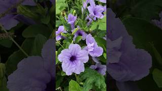 RUELLIA TUBEROSA  CRACKER PLANT  PURPLE FLOWER farm crackerplant plants flowers [upl. by Gladstone]