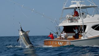 MONSTER Black Marlin Fishing in Panama [upl. by Roosevelt923]