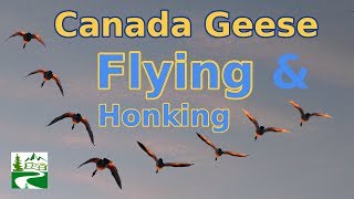 Canada geese flying and honking loud sounds [upl. by Conrado]