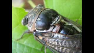 Osservazione di una cicala Lyristes plebejus [upl. by Garfield]