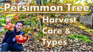 Persimmon Tree Harvest  Care  Varieties [upl. by Hairej16]