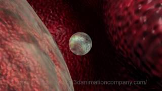 egg release ovulation anatomy ovary fallopian tube 3d medical animation company studio 3d visualizat [upl. by Mariken]