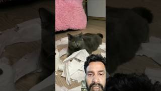 My cat mess my house cat cats [upl. by Alyak]