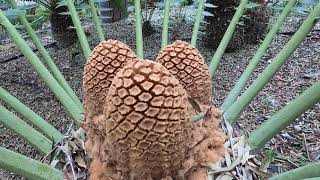 Encephalartos transvenosus  Species Highlight [upl. by Gnilrad]