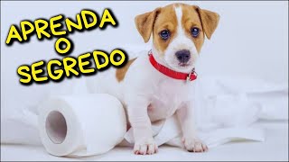 COMO ENSINAR O CACHORRO A FAZER XIXI E COCÔ NO LUGAR CERTO 🐶🎥🐾🏡 [upl. by Neltiac784]