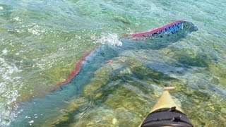 GIANT OARFISH FILMED IN MEXICO [upl. by Cuthbertson305]