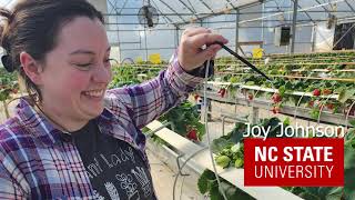 2024 Update Strawberry Greenhouse Cultivars Joy Johnson [upl. by Latisha]