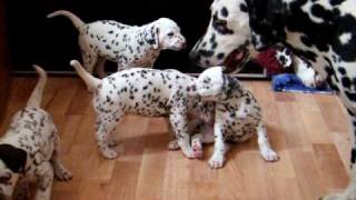 dalmatian puppies 45weeks  playing with adults [upl. by Wichman93]