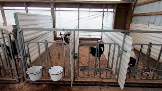 How To FORCE YOUR CALVES To Grow With Smarter Training Methods [upl. by Sidoeht]