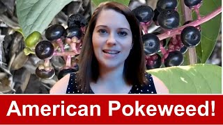 American Pokeweed [upl. by Odoric664]