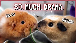 10 Most Dramatic Guinea Pig Behaviors [upl. by Russo]