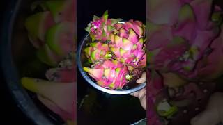 Dragon fruit harvest  mad gardener  org gardener [upl. by Heida]