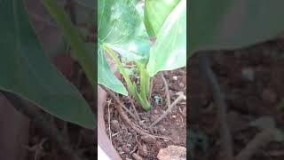 gardening kokedama plants Tara root shortsfeed viral🪴😍♥️ [upl. by Leirol]