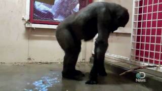 Breakdancing Gorilla at the Calgary Zoo Explained [upl. by Bina]