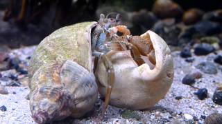 Hermit crab Pagurus bernhardus moving house in native tank in Ireland HD [upl. by Annoyik]