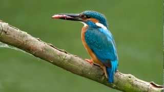 Kingfisher  BirdCall  bird song [upl. by Nagaet]