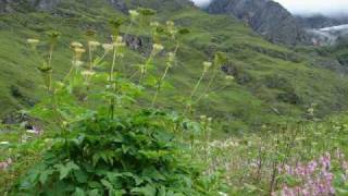 The Valley of Flowers Uttarakhand  India [upl. by Luhem]