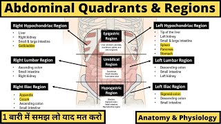 Abdominal Anatomy  Regions Quadrants amp Organs  Anatomy amp Physiology  Hindi [upl. by Tomlinson852]