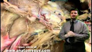 Review Video Brachial Plexus Dissection [upl. by Beaudoin207]