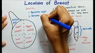 Quadrants and location of Breast [upl. by Astra]