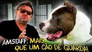 AMERICAN STAFFORDSHIRE TERRIER MAIS QUE UM PITBULL [upl. by Ripp]