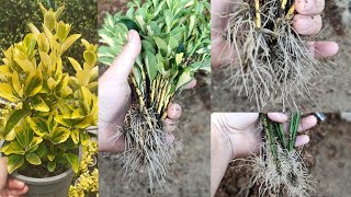 Cutting euonymus in the sand  Easily propagate euonymus varieties at home [upl. by Irt]