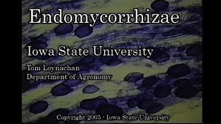 Endomycorrhizae [upl. by Aicelf]