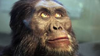 Is quotLucyquot the Australopithecine an ApetoHuman Transition updated [upl. by Dachy644]