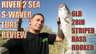 Striped Bass hooked on river2sea swaver lure PRODUCT REVIEW [upl. by Jet]