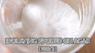 Isolating Spores on Agar Part 2  Purifying an Isolate  Mushroom Cultivation [upl. by Giacomo]