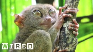 Absurd Creatures  The Tarsier Leaps Like a Superhero Looks Like Yoda [upl. by Mickie523]