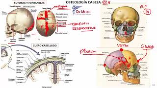 Cx Cabeza y cuello  1 Osteología de Cabeza y Cuello [upl. by Baylor]